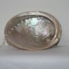 Abalone scelp, Mordor Alkmaar
