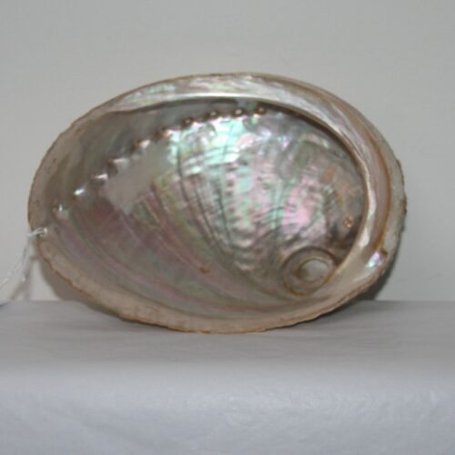 Abalone scelp, Mordor Alkmaar
