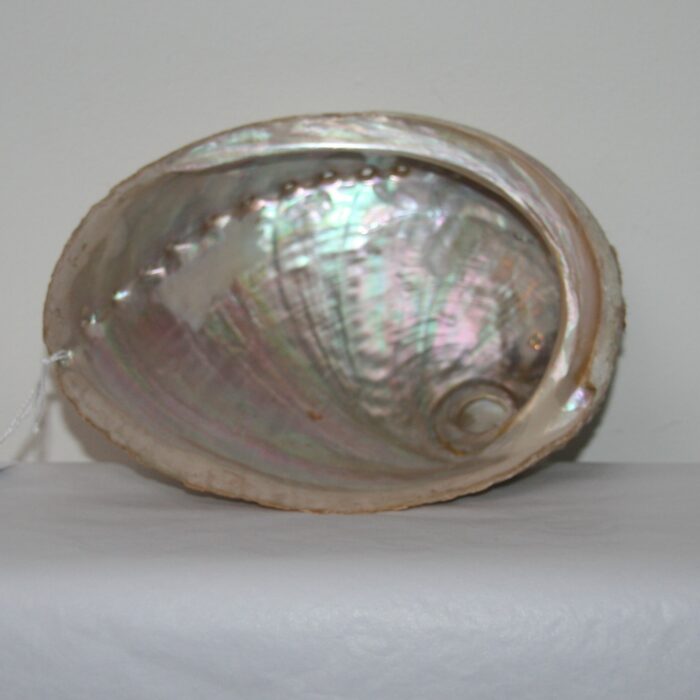 Abalone scelp, Mordor Alkmaar