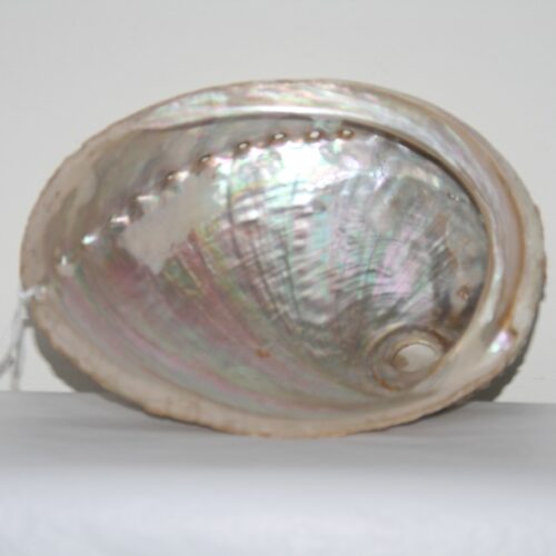 Abalone scelp, Mordor Alkmaar