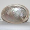 Abalone scelp, Mordor Alkmaar
