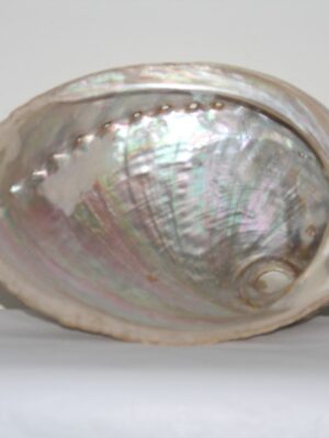 Abalone schelp
