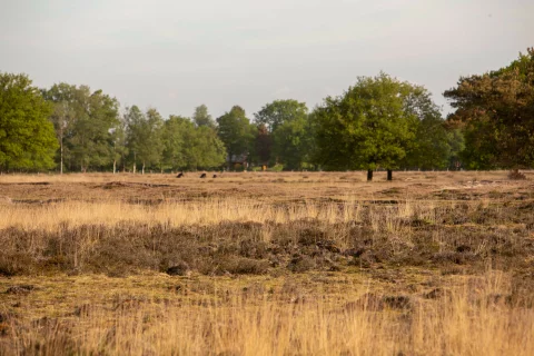 695bc5d8b0ed8b77fbaf5a1a_nieuw-allardsoog-94